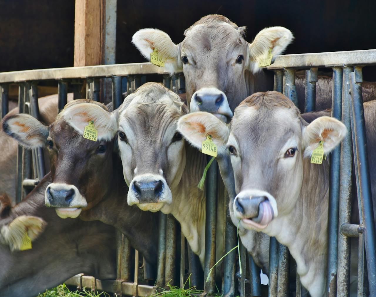 cows on a farm